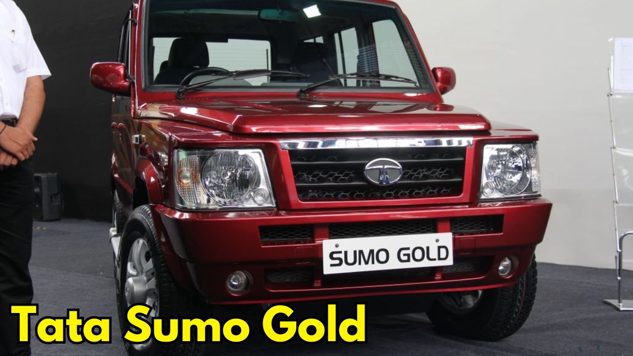Sumo Gold
