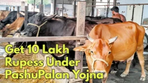 Building a Cosy Home for Your Cows The MNREGA Animal Shed Yojana